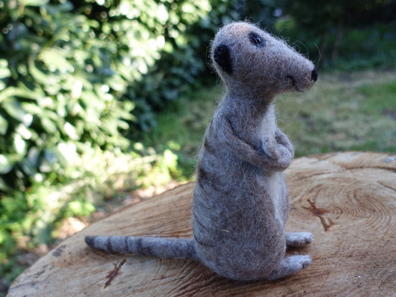 Gefilztes Erdmännchen 